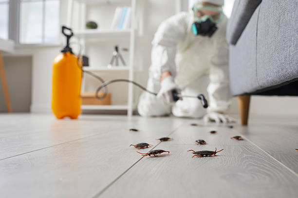 Affordable Termite Control solutions in Point MacKenzie, AK